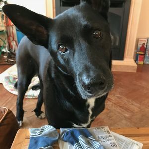 Meet your Posher, Judy